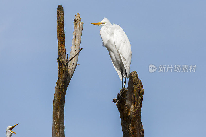 死树上的两只白鹭(Ardea alba)